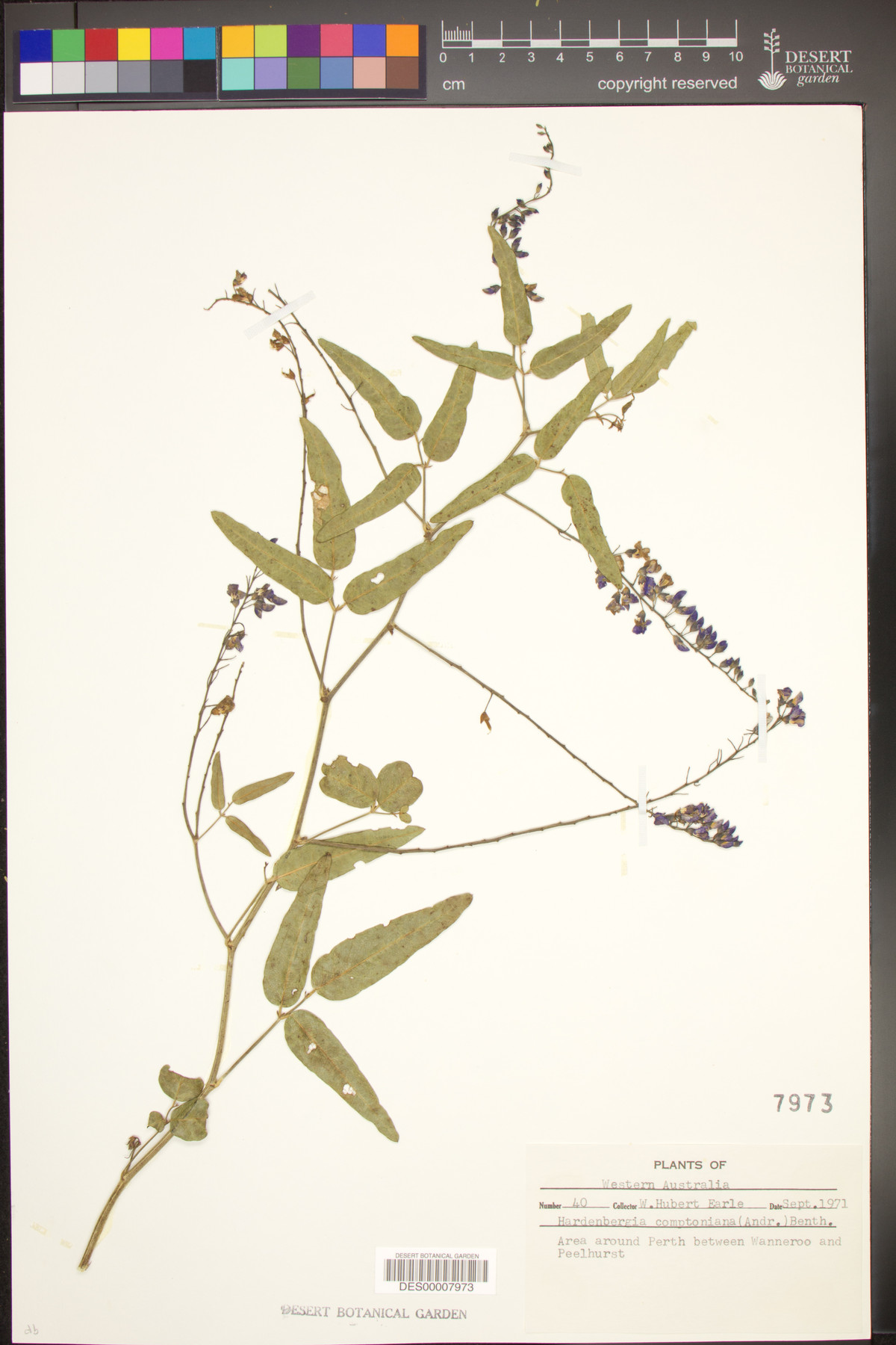 Hardenbergia comptoniana image