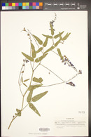 Hardenbergia comptoniana image