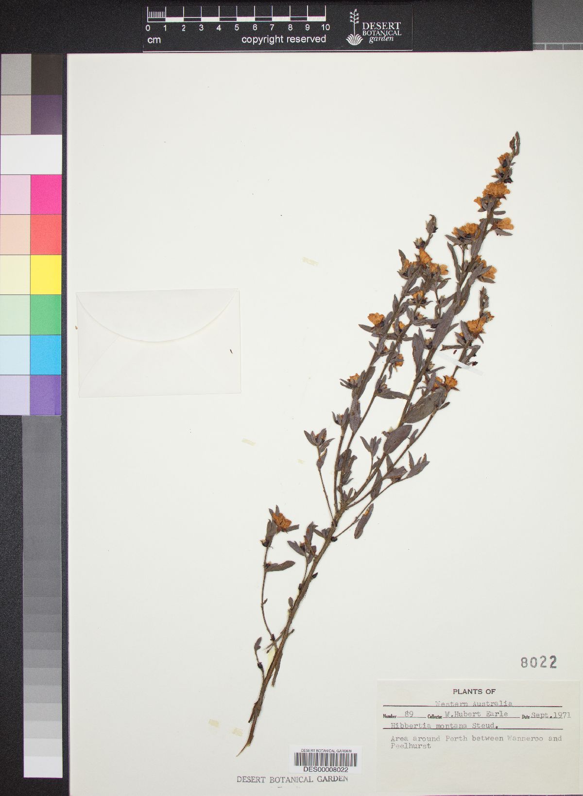 Hibbertia montana image
