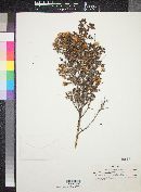Hibbertia hypericoides image