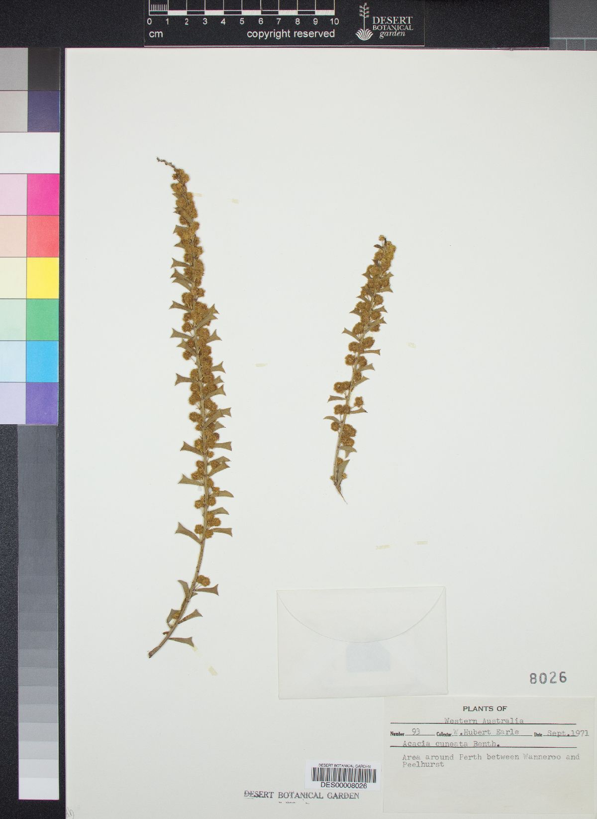 Acacia cuneata image