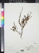 Acacia pulchella image