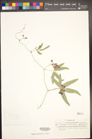 Hardenbergia comptoniana image