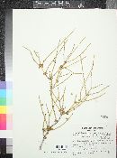 Ephedra fasciculata image