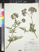 Phacelia tanacetifolia image