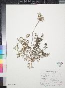 Daucus pusillus image