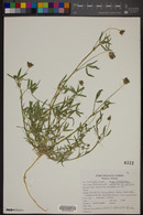Trifolium mucronatum image