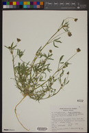 Trifolium mucronatum subsp. lacerum image