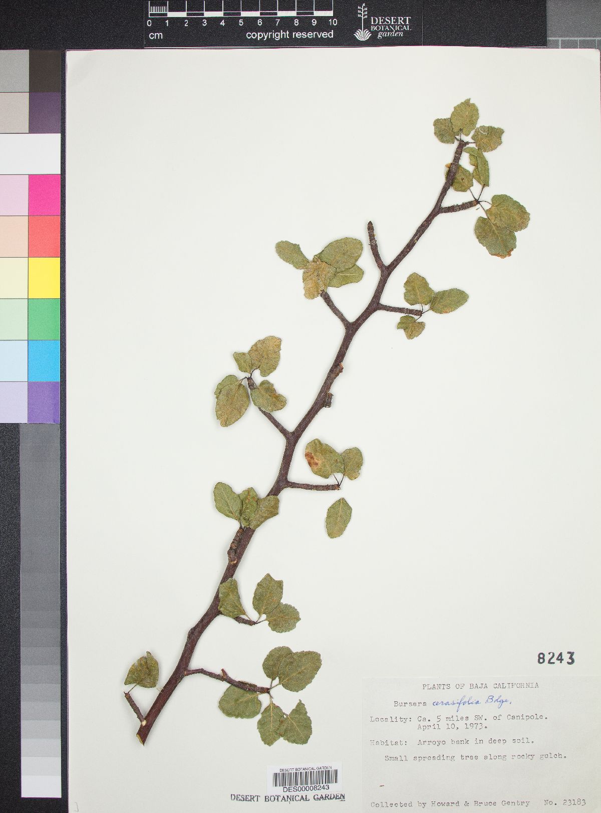 Bursera cerasifolia image