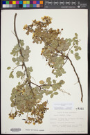 Cassia purpusii image