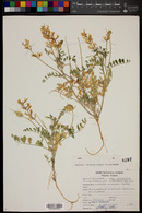 Astragalus praelongus image