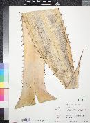 Image of Agave caeciliana