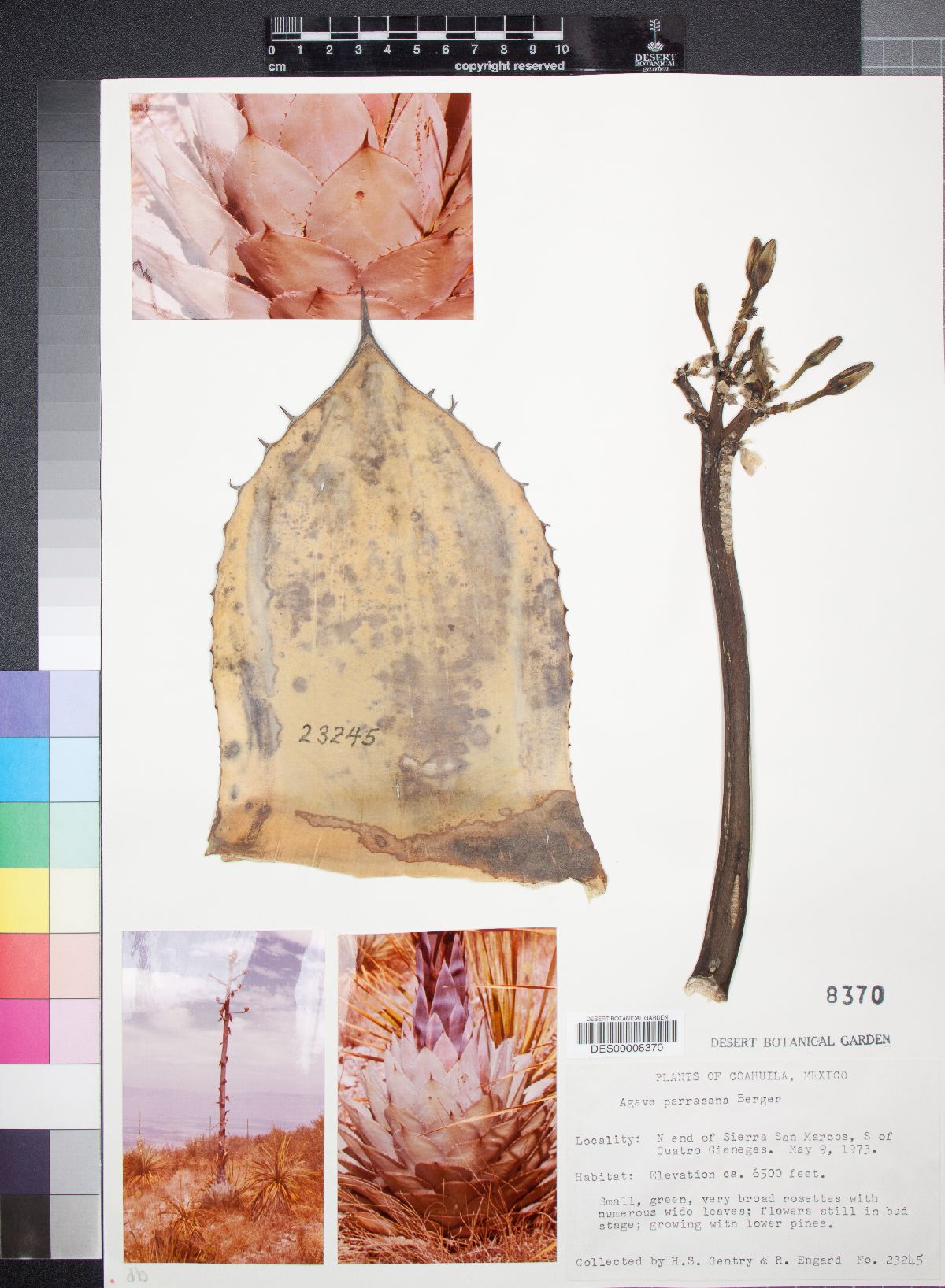 Agave parrasana image