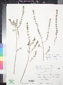 Holographis virgata subsp. virgata image