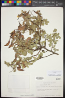 Cassia purpusii image