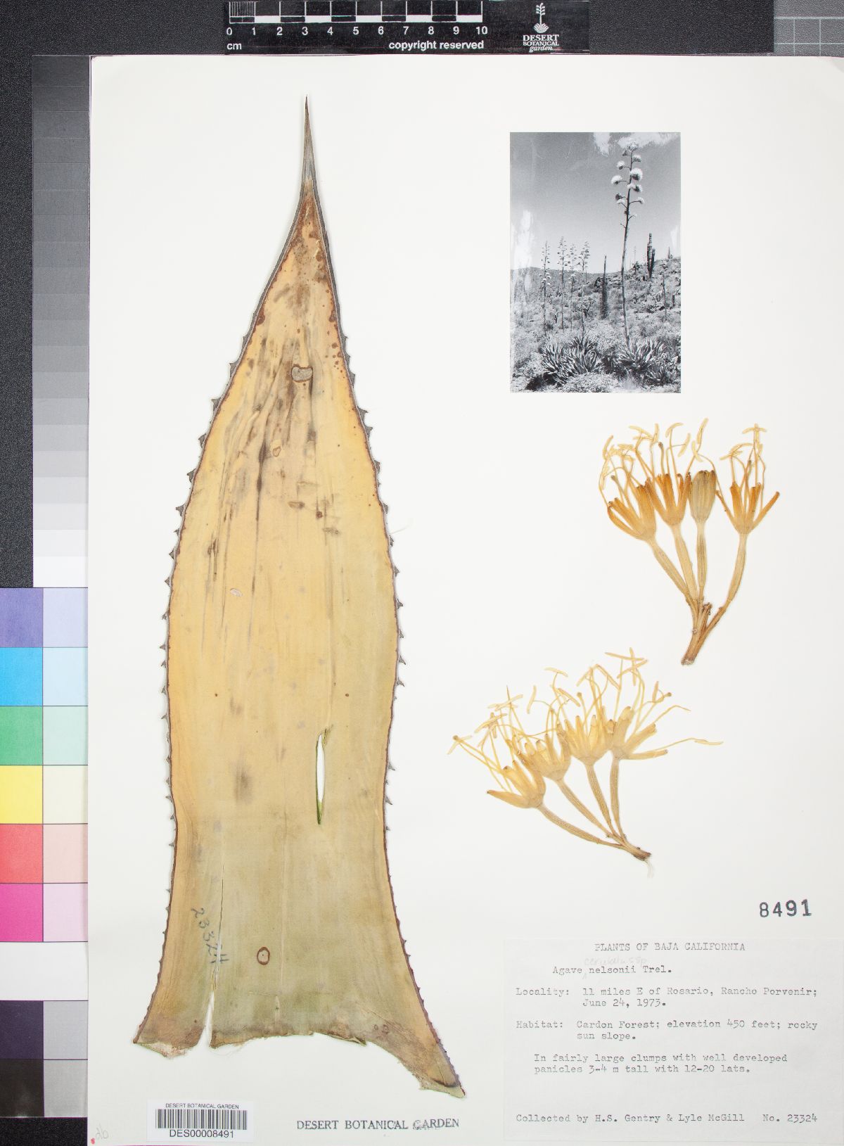 Agave cerulata subsp. nelsonii image