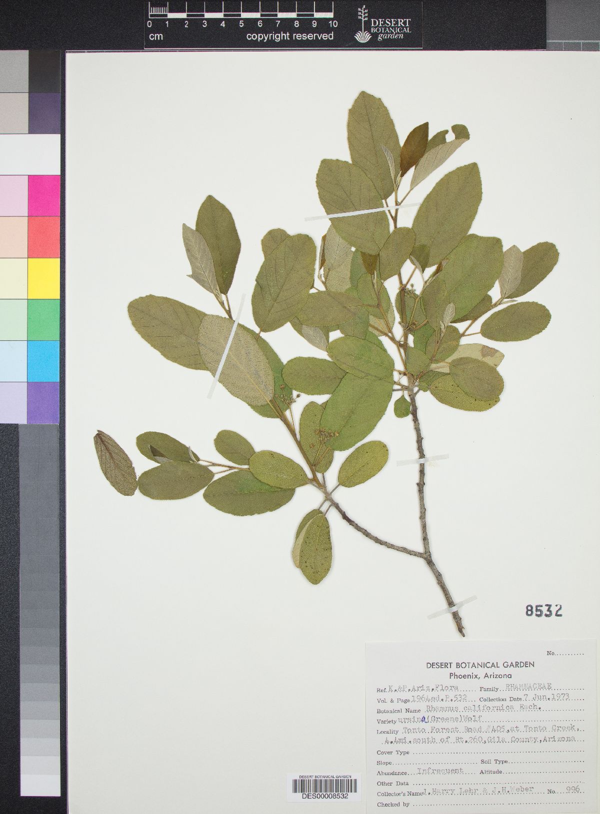 Frangula californica subsp. ursina image