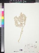 Atriplex hymenelytra image