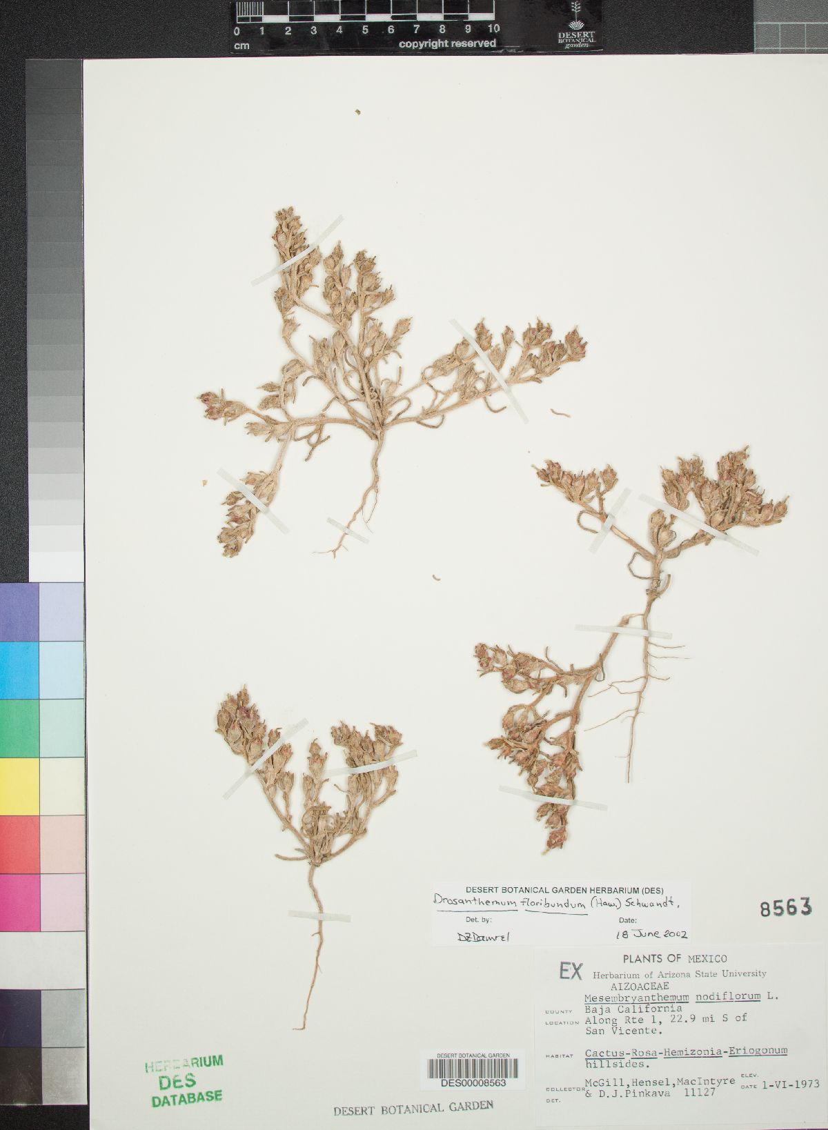 Drosanthemum floribundum image
