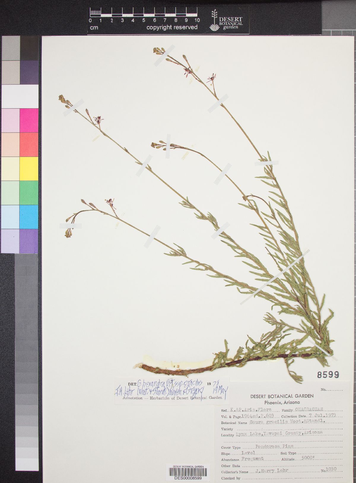 Gaura hexandra subsp. gracilis image