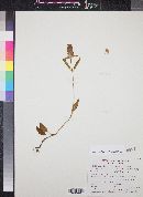 Hedeoma nana subsp. macrocalyx image