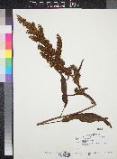 Rumex crispus image