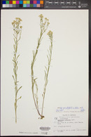 Lepidium montanum var. jonesii image