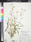 Heliomeris multiflora image