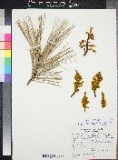 Arceuthobium vaginatum subsp. cryptopodum image