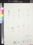 Linanthus bigelovii image