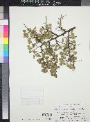 Prunus fremontii image