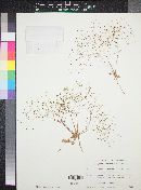 Eriogonum reniforme image