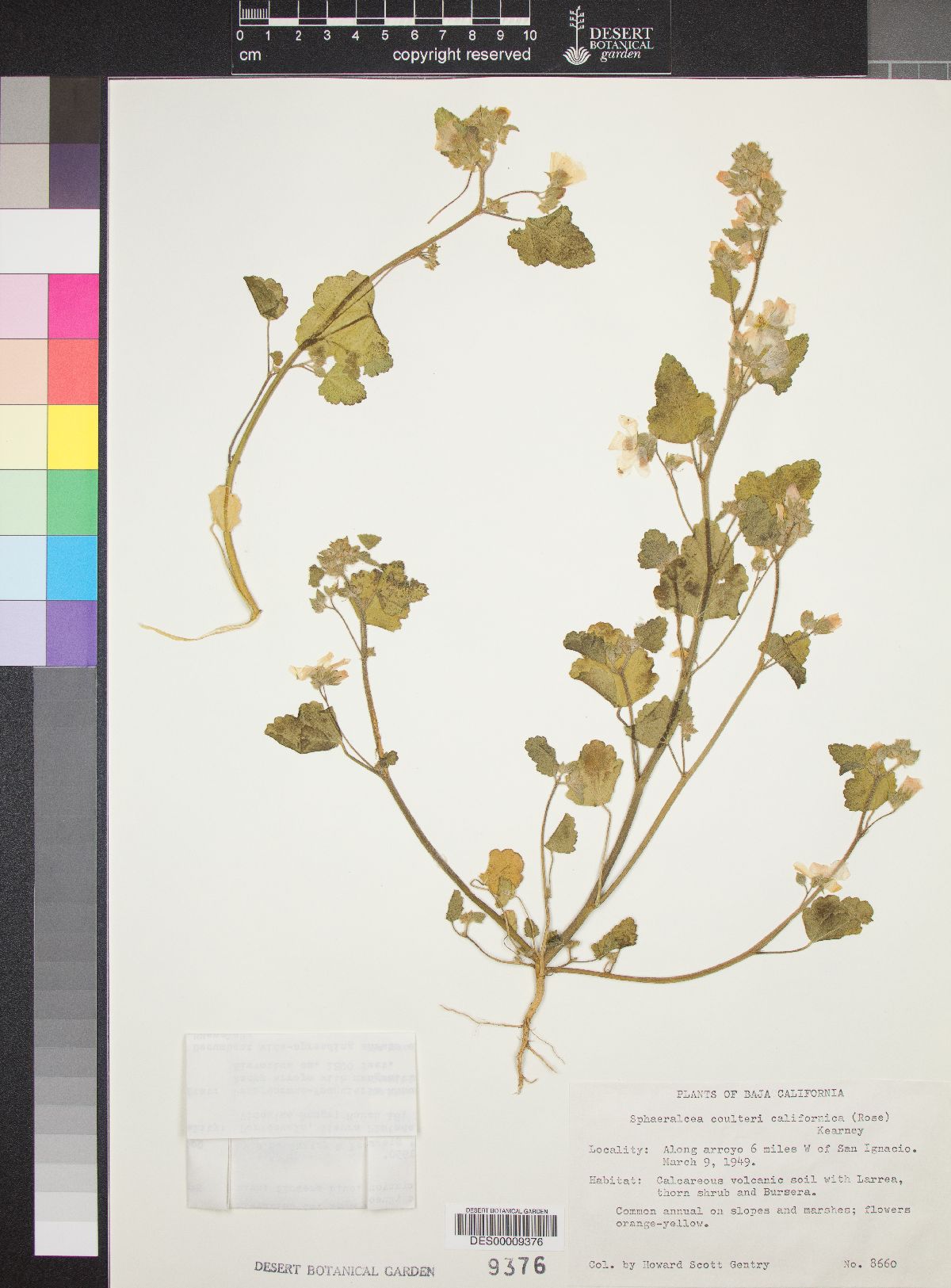 Sphaeralcea coulteri subsp. californica image