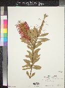 Callistemon citrinus image