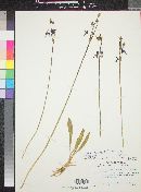 Dodecatheon alpinum subsp. majus image
