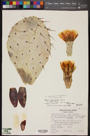 Opuntia phaeacantha var. major image