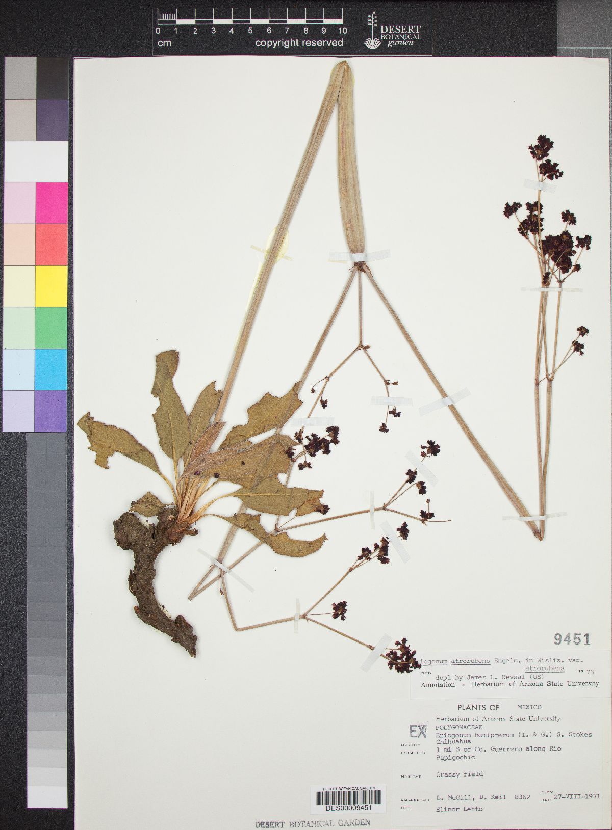 Eriogonum atrorubens image