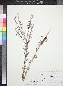 Lappula occidentalis var. occidentalis image