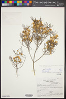 Senna artemisioides subsp. filifolia image