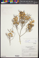 Senna artemisioides image