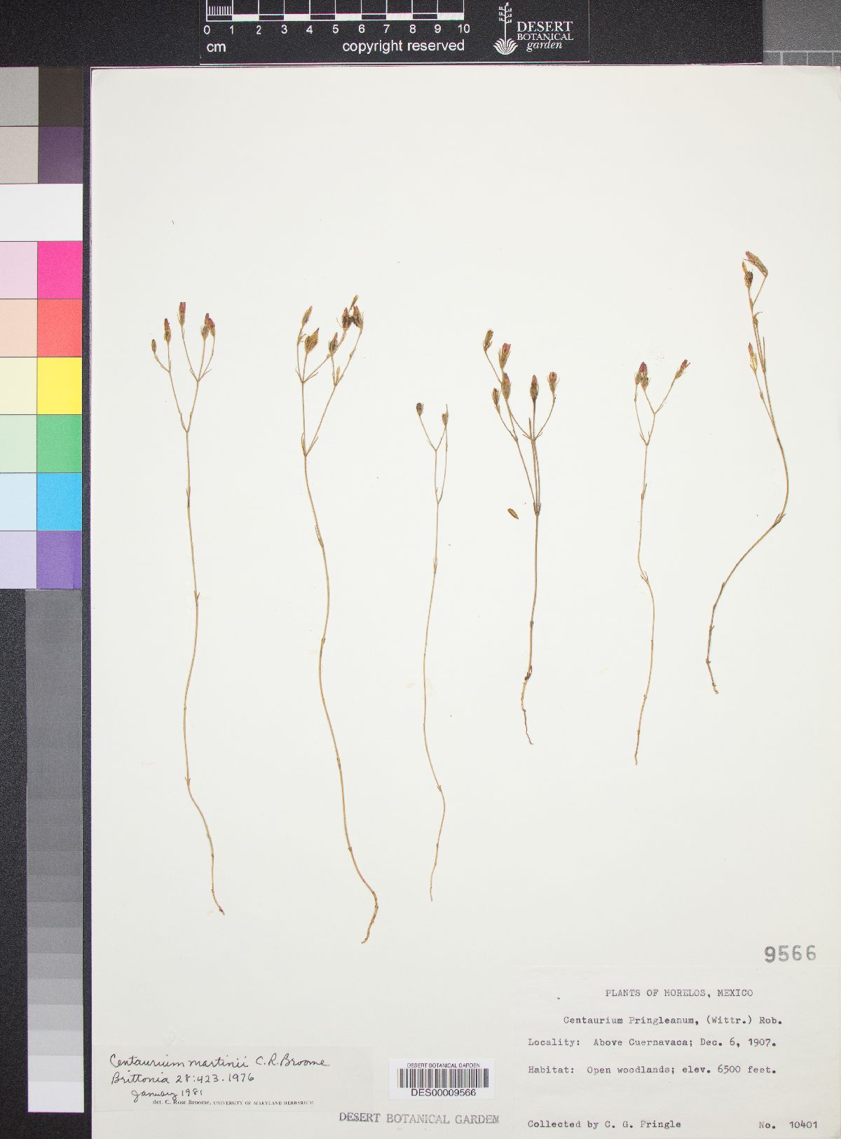 Zeltnera martinii image
