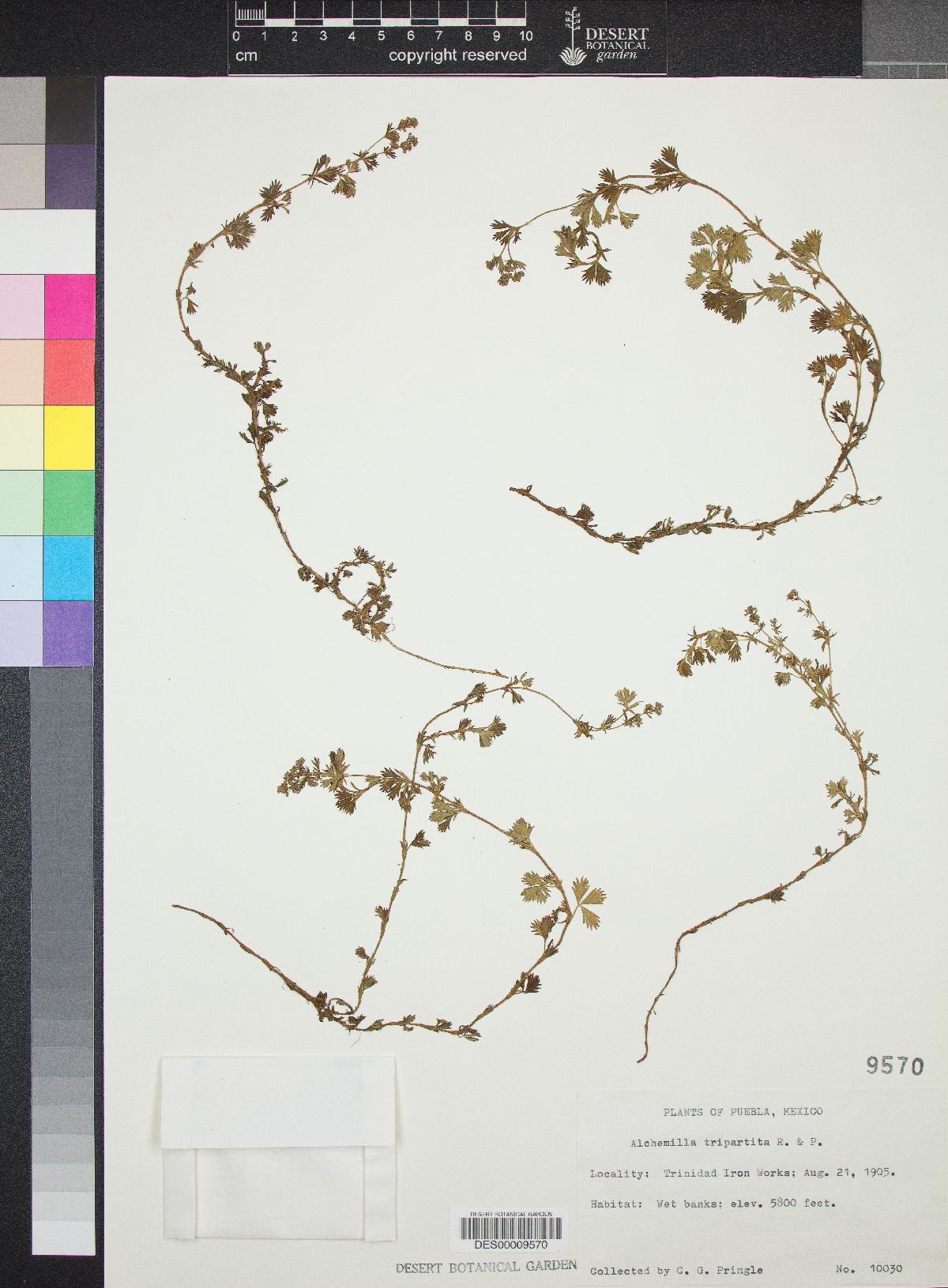 Alchemilla tripartita image