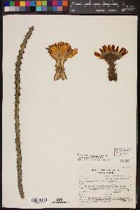 Peniocereus marianus image