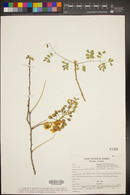 Caesalpinia caladenia image