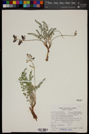 Astragalus tephrodes var. brachylobus image