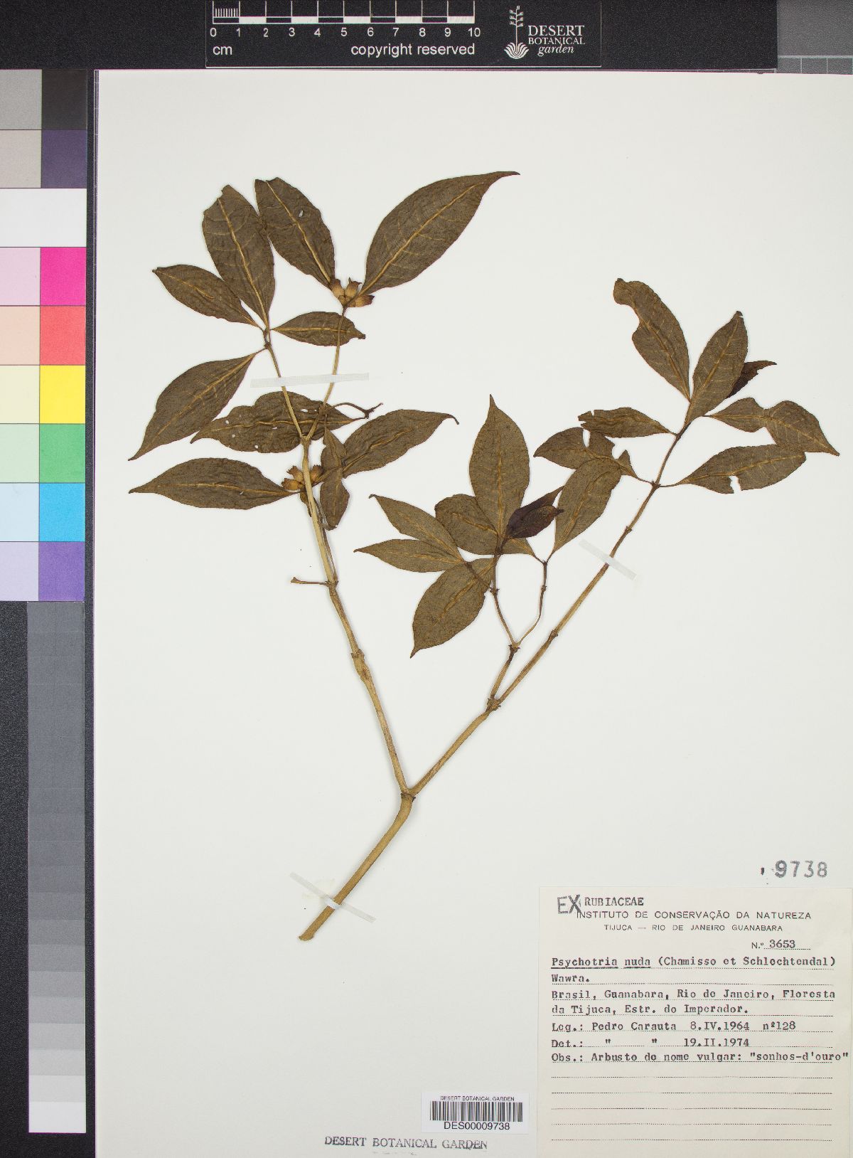 Psychotria nuda image