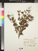 Image of Declieuxia tenuiflora