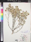 Leucophyllum candidum image