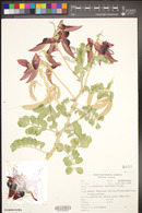 Clianthus speciosus image