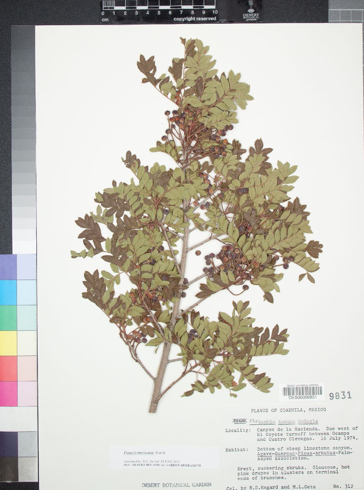 Pistacia texana image